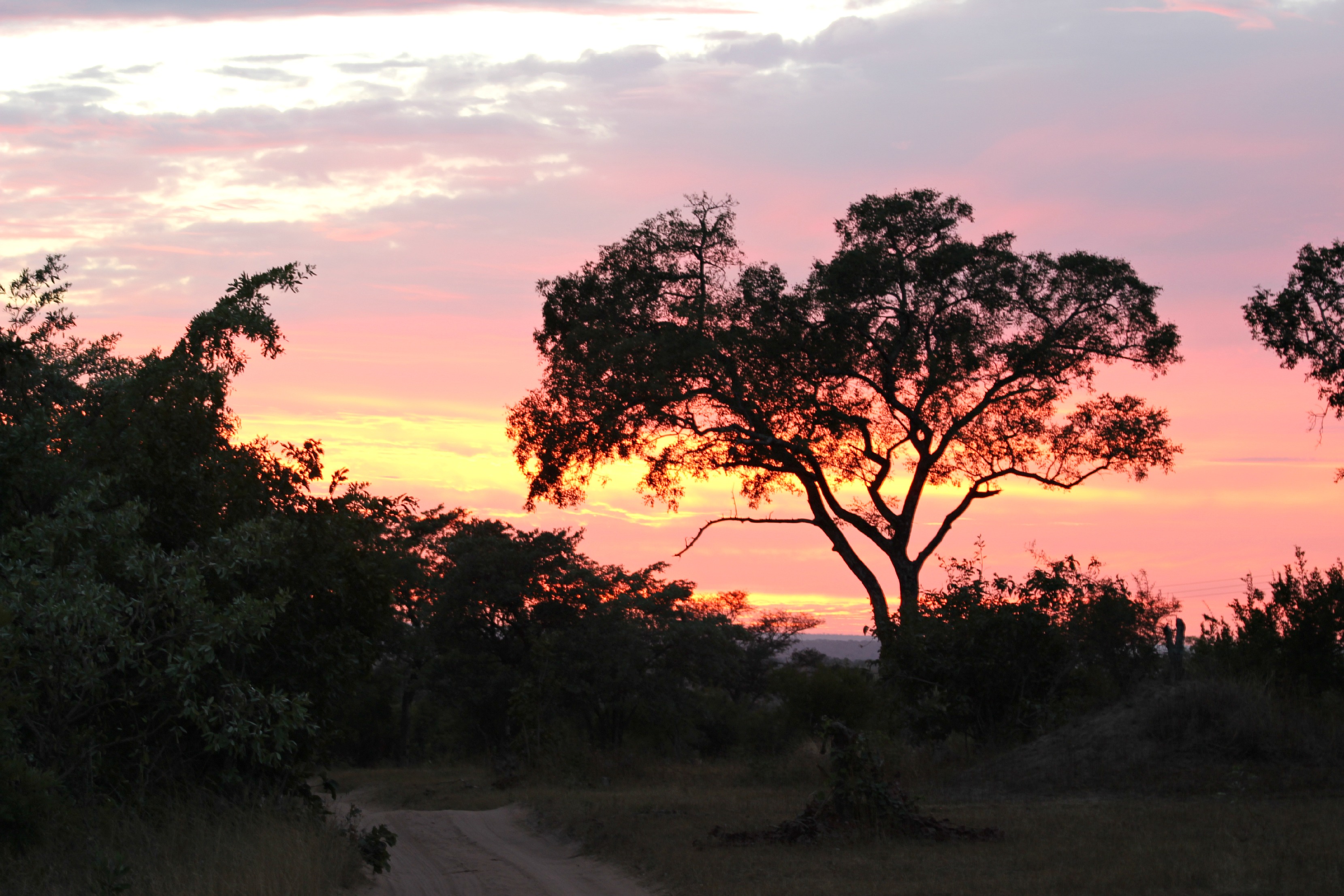 safari sunrise